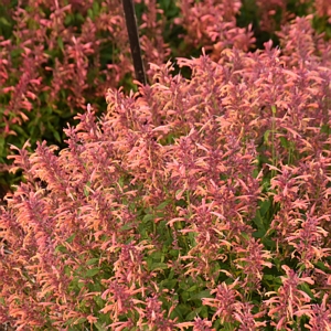 Agastache Guava Lava